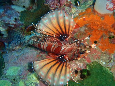 Day 18 Similan Islands